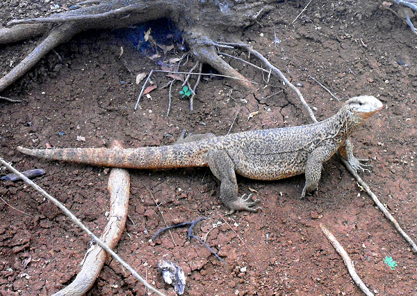 Một con kỳ đà vân trưởng thành thường có khoảng 101 chiếc răng và chúng có thể mọc thay thế nếu có bất kỳ răng nào bị hỏng. Mặc dù có nhiều nghiên cứu đã chỉ ra dịch tiết dưới răng của kỳ đà vân có nọc độc nhưng hiện nay vẫn chưa có báo cáo nào về tác hại của độc tính này đối với cơ thể con người.