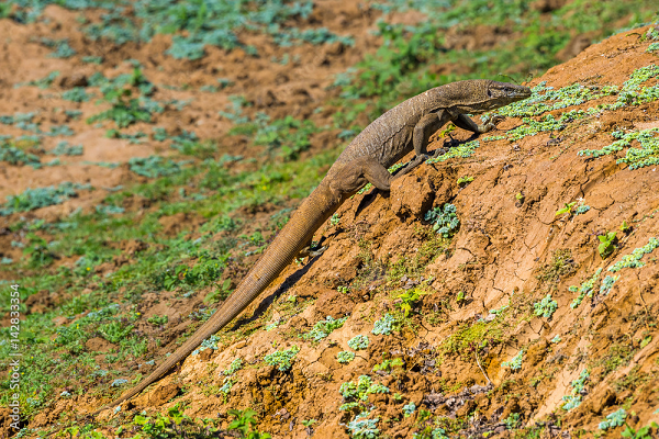 Hiện nay, kỳ đà vân đã được liệt kê trong danh sách bị đe dọa của IUCN và thuộc nhóm IIB trong Sách Đỏ Việt Nam. Mặc dù kỳ đà vân trưởng thành này có rất ít kẻ thù trong tự nhiên, nhưng con người mới là nguyên nhân chính dẫn đến tình trạng số lượng của loài này giảm nhanh chóng.