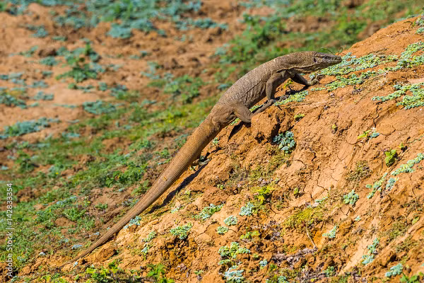Hiện nay, kỳ đà vân đã được liệt kê trong danh sách bị đe dọa của IUCN và thuộc nhóm IIB trong Sách Đỏ Việt Nam. Mặc dù kỳ đà vân trưởng thành này có rất ít kẻ thù trong tự nhiên, nhưng con người mới là nguyên nhân chính dẫn đến tình trạng số lượng của loài này giảm nhanh chóng.