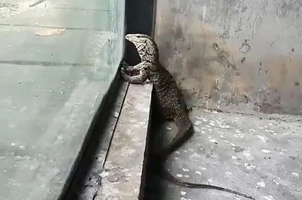 Cách đây không lâu, ông Đặng Văn Ka, ngụ phường Bình Hưng Hòa A, quận Bình Tân phát hiện trong nhà mình có một con vật lạ, nhìn giống như thạch sùng khổng lồ nên đã bắt nhốt lại vào lồng.