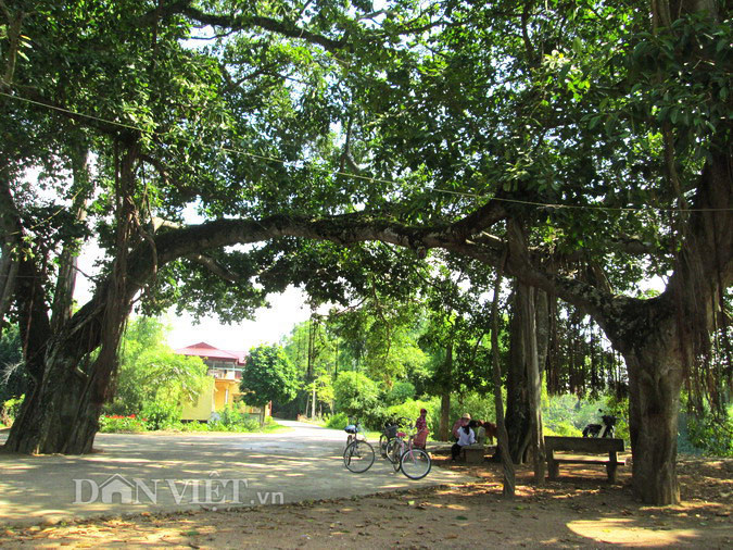 Cây đa cổ 9 gốc 500 năm tuổi ở làng Yên Lạc được xem là báu vật linh thiêng mà ông cha đi trước đã ban tặng để bảo vệ dân làng khỏi thiên tai, địch họa, mang tới cuộc sống ấm no, đủ đầy.