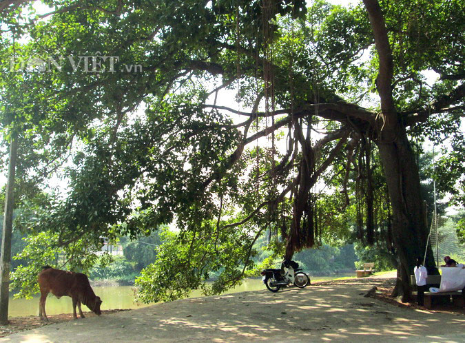 Trải qua năm tháng, cây phát triển, rễ đa rủ xuống đất tạo nên 9 gốc to nhỏ, uốn lượn liên kết với nhau, vươn cao, làm nên tán cây rộng lớn, che mát cả một khoảng đất rộng trước sân đình…