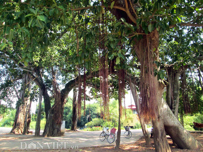 Quần thể “Cây đa – Bến nước – Sân đình” nơi đây, biểu tượng văn hóa đáng tự hào của làng, đã được công nhận là Cụm di sản văn hóa cấp Quốc gia.
