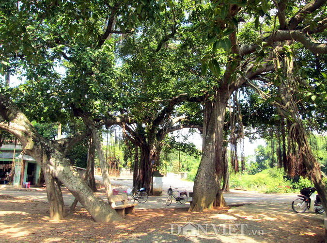 Xem thêm một số hình ảnh thú vị về cây đa cổ độc đáo này.
