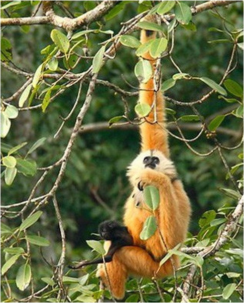 Khu bảo tồn loài sinh cảnh vượn Cao Vít, Trùng Khánh được Tổ chức FFI (Fauna and Flora International) hỗ trợ thành lập năm 2007 trên cơ sở phát hiện đàn vượn Cao Vít – vốn đã bị coi là tuyệt chủng – ở đây năm 2004.