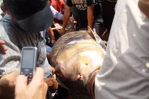 Ca ho khung lai dinh luoi ngu dan may man nhat song Dong Nai-Hinh-6