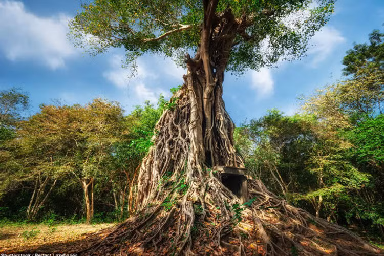 Khu đền Sambor Prei Kuk, Campuchia: Theo tiếng địa phương, Sambor Prei Kuk là ngôi đền nằm giữa rừng già.