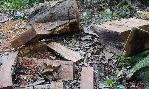 Su dung go don ha cay xanh do thi lam ban ghe trong cong vien