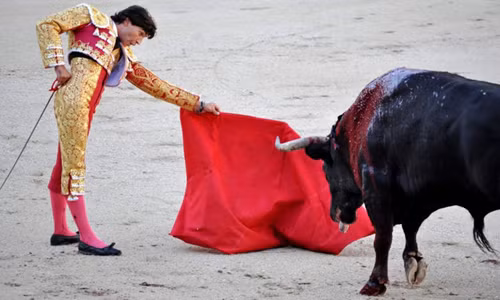 Nhiều người tin rằng bò tót ghét màu đỏ. Các đấu sĩ thường trêu chọc cho bò tức giận lao thẳng đến húc những tấm vải đỏ luôn vung vẩy trên tay, cũng như khán giả thường kiêng vận đồ màu đỏ vì dễ biến thành mục tiêu tấn công của loài vật hung dữ này. Tuy nhiên, đây là một hiểu lầm khó tin mà nhiều người ngỡ là thật.
