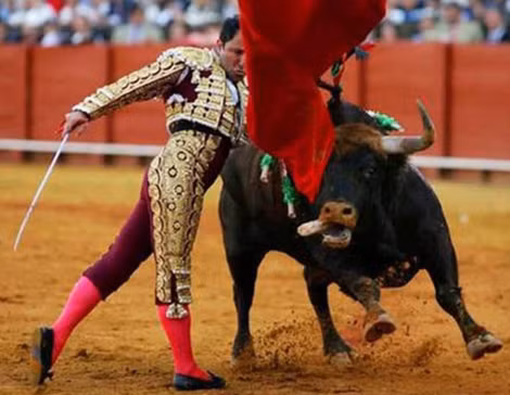 Thực chất, bò tót bị mù màu bẩm sinh nên không thể phân biệt màu sắc đỏ hay các màu khác. Những con bò tót thường "nổi điên" tấn công mọi thứ trước mặt do bị kích động.