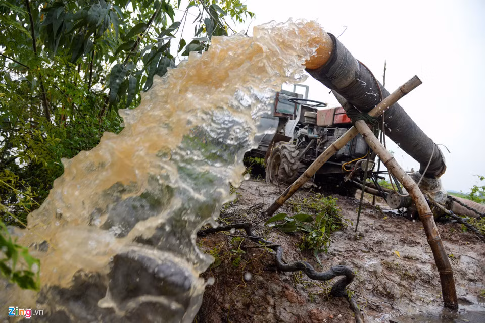 Giá thuê máy bơm nước là 100.000 đồng/sào. Song máy bơm nhỏ, lượng nước nhiều, mặc dù máy hoạt động 24/24h suốt một tuần nay nhưng nước rút không được nhiều.