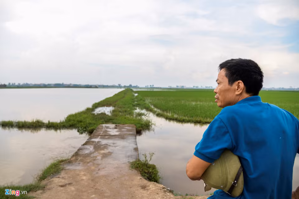 Ông Nguyễn Văn Sơn (Liên Mạc) cho biết: “Người dân cứ nghĩ mưa 2-3 ngày là hết, không ảnh hưởng gì đến lúa nhưng sang ngày thứ 4, nhiều ruộng có dấu hiệu ngập nặng, người dân phải đi thuê máy bơm để hút nước”.