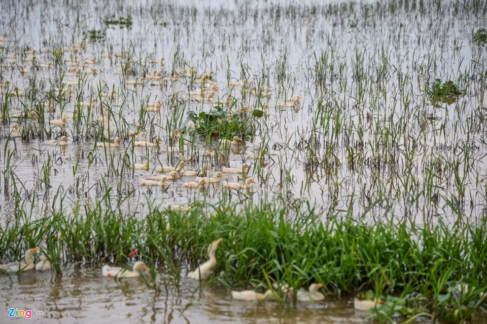 Nhiều khu vực ngập sâu chỉ cấy được một mùa, ruộng trở thành nơi chăn thả vịt.