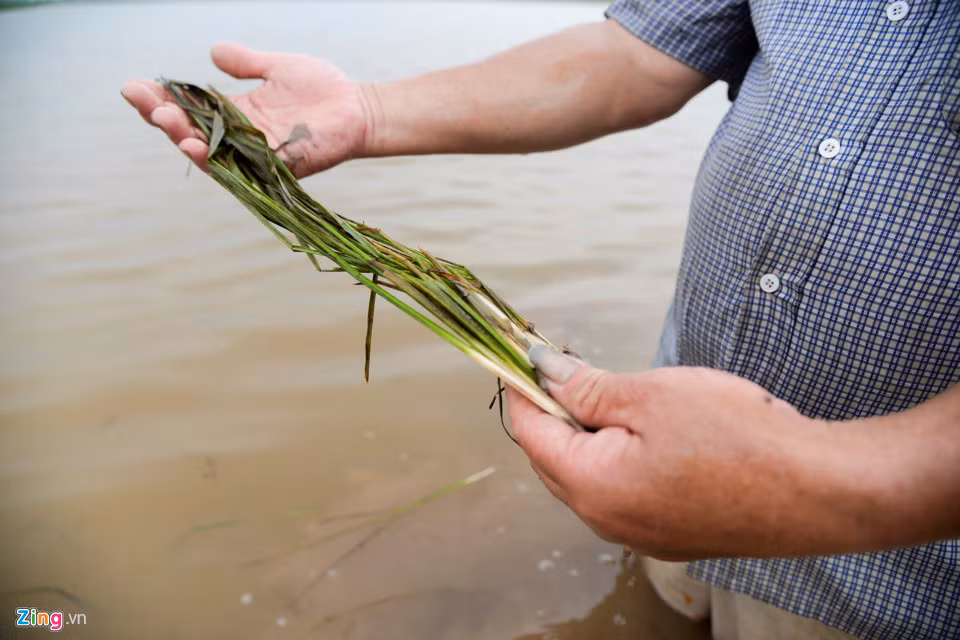 Lúa bắt đầu mọc lá, lên cây nhưng gặp trận mưa lớn bắt đầu thối rễ, héo lá.