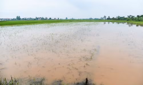 Anh: Xot xa 200ha lua ngap chim trong nuoc do mua lon keo dai