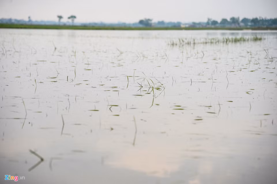 Nhiều khu vực ngập sâu, không có chỗ thoát nước, bà con chỉ biết đứng nhìn lúa chết dần.