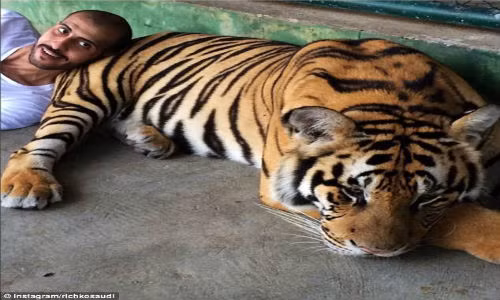 Chú hổ này là thú cưng của một cậu ấm Ả rập.