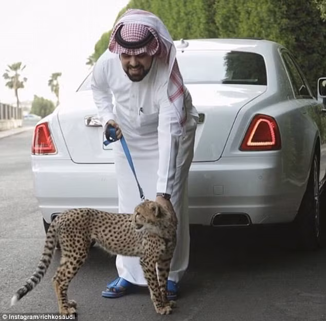 Nuôi báo làm thú cưng rất được giới thượng lưu Ả rập ưa chuộng.