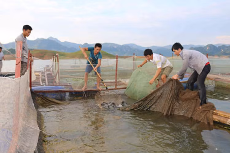 Nong san sach “nuc tieng” giup nha nong Son La song khoe