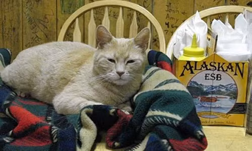 Mặc dù mèo Stubbs không có năng lực hùng biện của một chính khách điển hình nhưng trong suốt 20 năm qua, nó vẫn luôn được người dân Talkeetna tín nhiệm bầu làm lãnh đạo.