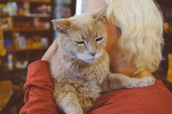 Trong năm nay, Stubbs thường xuyên ở nhà hơn thay vì đến cửa hàng, nơi nó được mọi người chuyền tay nhau để chụp ảnh.