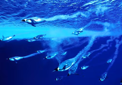 Kích thước của Nam Cực gấp gần 2 lần so với diện tích của Australia.