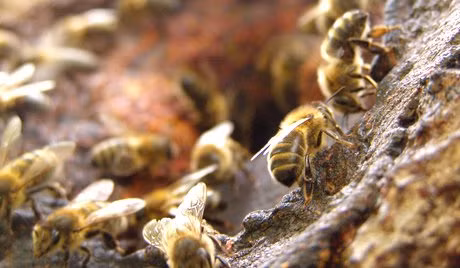 Albert Einstein từng cho biết nếu loài ong chết đi thì 4 năm sau đó nhân loại cũng sẽ diệt vong. Lời cảnh báo nguy cơ nhân loại diệt vong này của thiên tài Einstein khiến không ít người lo lắng khi hiện loài ong còn số lượng rất ít. Theo các nhà khoa học Anh, những thứ bệnh của ong thuần hóa có thể lây lan sang ong nghệ, ong vò vẽ và các loài côn trùng thụ phấn tự nhiên cho cây.