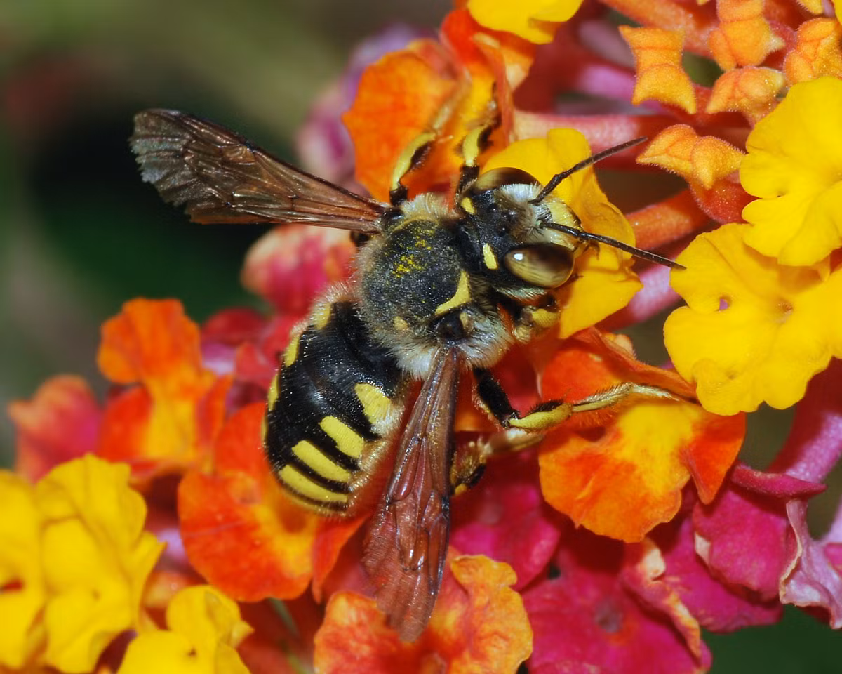 Các chuyên gia cảnh báo rằng, việc ong chết nhiều sẽ là mối đe dọa nghiêm trọng đến hệ sinh thái cũng như có thể làm trầm trọng thêm cuộc khủng hoảng lương thực. Loài ong đang có nguy cơ bị tuyệt chủng. Hàng tỷ con ong trên thế giới chết đi, để lại cho nhân loại những cây hoa không được thụ phấn.