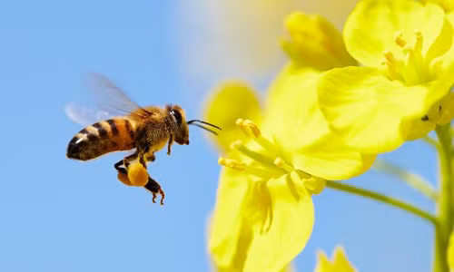 Tại Mỹ, trong 10 năm qua, khoảng 90% ong hoang dã và ong thuần hóa bị chết. Con số này ở Anh là hơn 50%. Hiện tượng ong chết hàng loạt được ghi nhận ở một số nước như Thụy Điển, Đức, Australia, Italy, Israel...