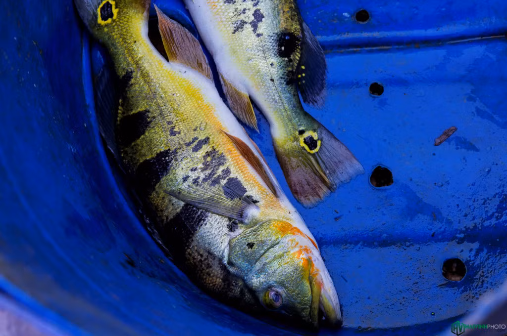 Cá hoàng đế, con cá biểu tượng của lòng hồ Trị An, thịt chắc nịch, ngọt lừ.