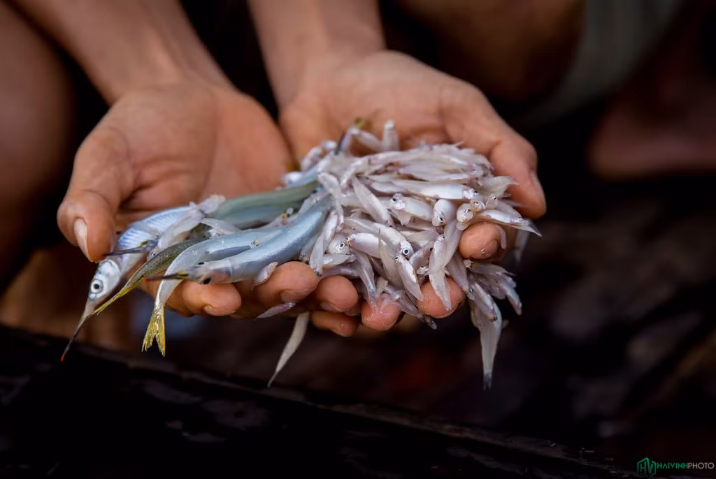 Thành quả sau một đêm ủi vó của một ngư dân trong làng chài. Những con cá cơm được phân loại ra dùng làm thức ăn nuôi cá lớn, cá kìm, phơi khô chiên hay nướng đều rất ngon.