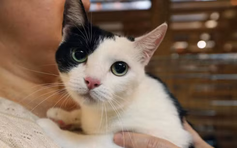 Quy ba danh 300.000 USD cho... meo thua ke