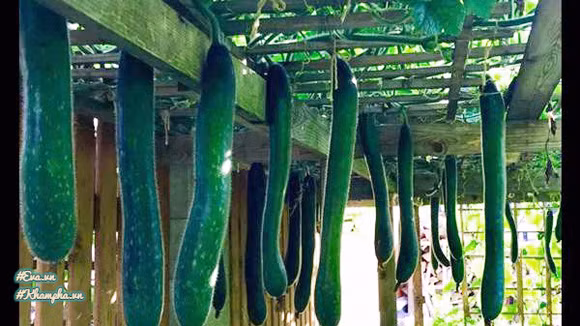 Anh Đức chia sẻ, ở Đức thứ gì cũng đắt đỏ, ngay cả việc bỏ đất cũ, cho đất mới vào trồng cây tiền công cũng cao ngất ngưởng, lên đến 2000 Euro (khoảng 52 triệu đồng) nên vợ chồng anh đã tự tay làm tất cả. Không những vậy, anh còn mua gỗ về rồi tự làm giàn để cho cây leo.