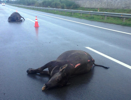 2 con trâu nằm chết giữa đường cao tốc HLD