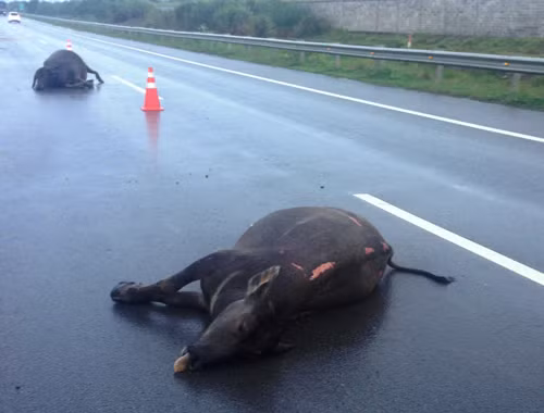 2 con trâu nằm chết giữa đường cao tốc HLD