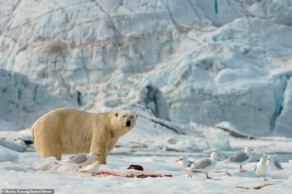 Gau Bac cuc dam mau lam dieu “di” voi chim mong bien-Hinh-3