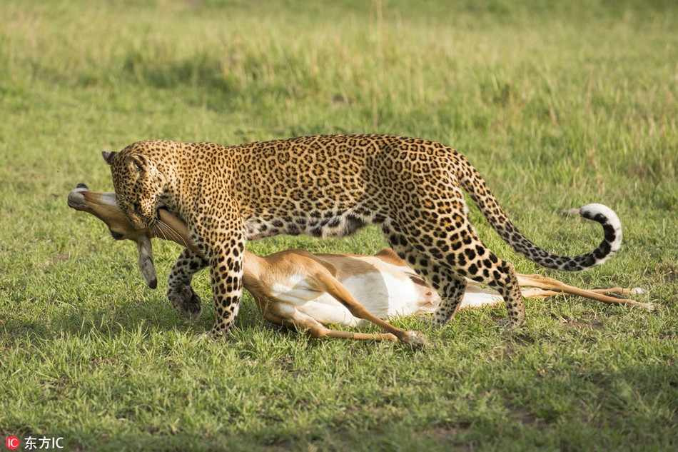 Bao hoa mai san moi cuc dinh, nhiep anh gia sung sot-Hinh-2