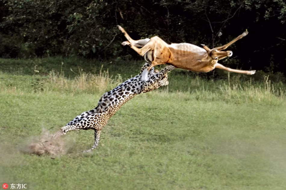 Bao hoa mai san moi cuc dinh, nhiep anh gia sung sot