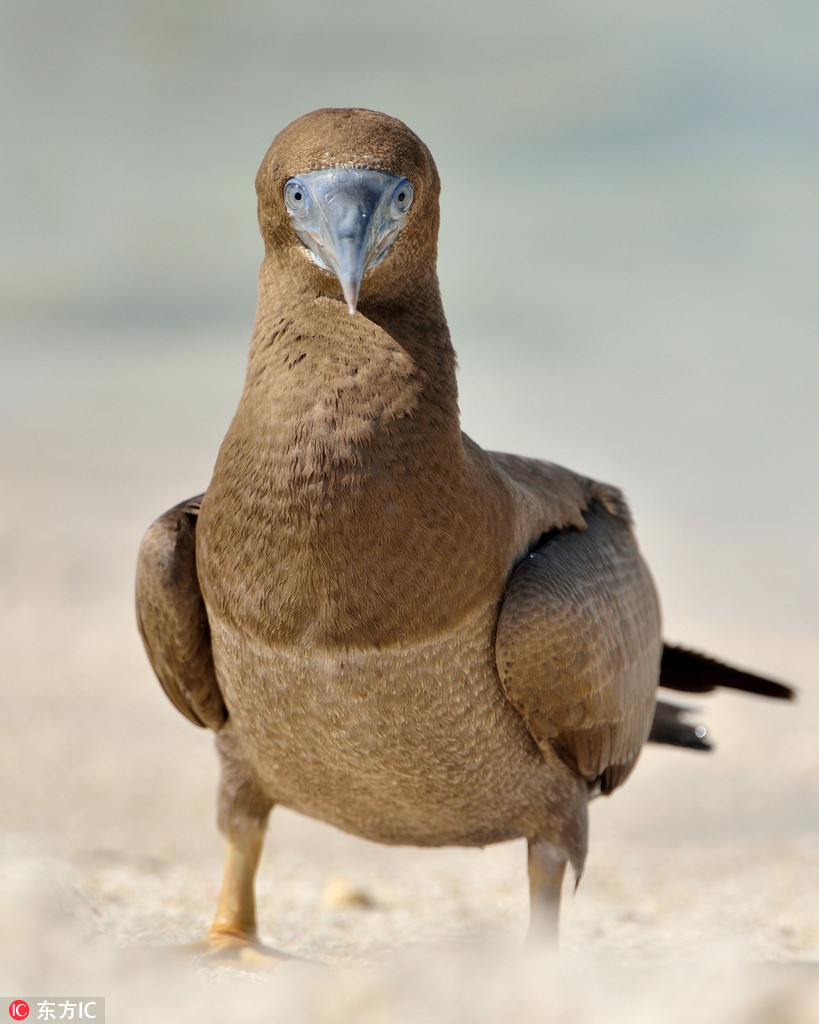 Nếu như hòn đảo Arbua được mệnh danh là thiên đường đối với nhiều du khách thì những hình ảnh về con chim điên đáng thương đã khiến họ phải suy nghĩ lại. Vẫn còn rất nhiều thách thức cho những nhà hoạch định chính sách du lịch tại địa phương.