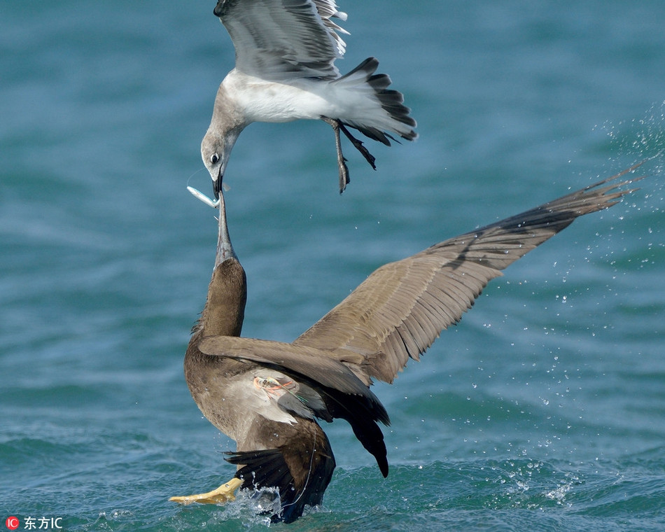 Trong ảnh là chim điên sau khi được giải cứu đã trở lại cuộc sống thường nhật của mình.