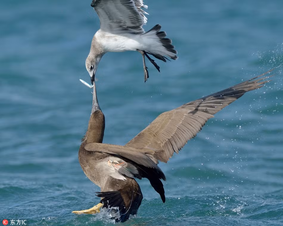 Trong ảnh là chim điên sau khi được giải cứu đã trở lại cuộc sống thường nhật của mình.