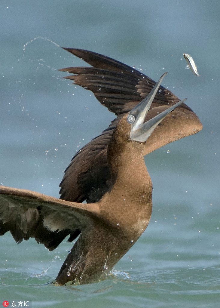 Chẳng bao lâu sau, con chim điên đã hồi phục và quay trở lại cuộc sống như thường nhật. Tuy vậy, hình ảnh đau đớn của nó đã gây được tiếng vang mạnh mẽ.