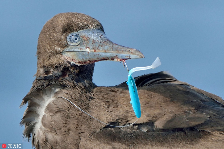 Theo nhiếp ảnh gia Michiel Oversteegen, anh rất lo lắng khi phát hiện con chim điên bị một chiếc móc câu đâm thẳng vào cánh trái.