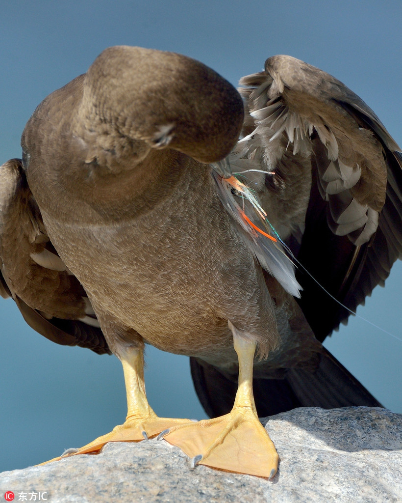 Nhìn thấy cảnh tượng đó, nhiếp ảnh gia quyết tâm giúp đỡ chim điên. Cuối cùng, khi con chim điên đang nghỉ ngơi trên bờ, anh Michiel Oversteegen và hai người bạn của mình đã bắt lấy nó và gỡ móc câu, dây câu ra khỏi cánh và mỏ chim điên.