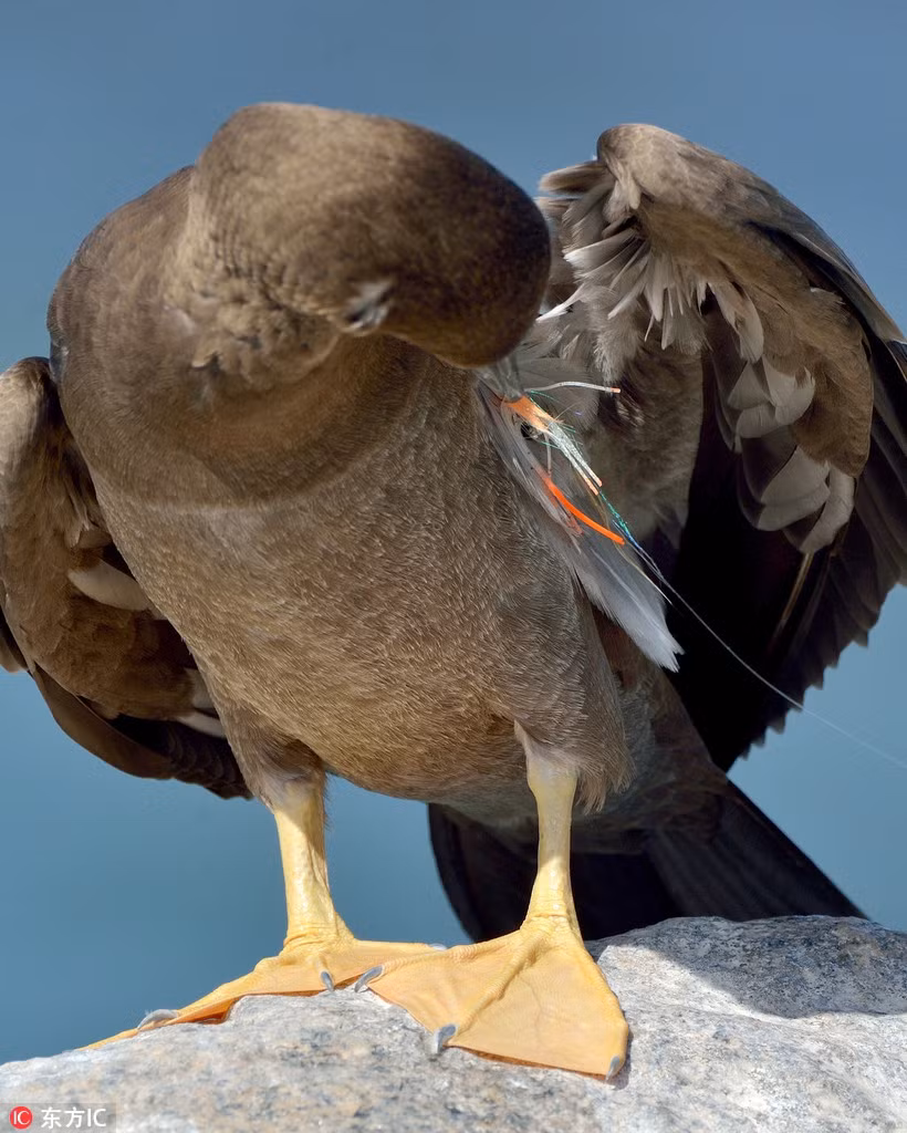 Nhìn thấy cảnh tượng đó, nhiếp ảnh gia quyết tâm giúp đỡ chim điên. Cuối cùng, khi con chim điên đang nghỉ ngơi trên bờ, anh Michiel Oversteegen và hai người bạn của mình đã bắt lấy nó và gỡ móc câu, dây câu ra khỏi cánh và mỏ chim điên.