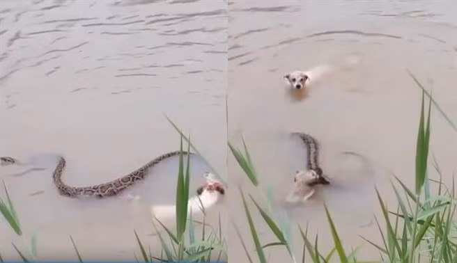 Kinh hoàng chó bố mẹ liều mình tử chiến trăn khổng lồ Kinh hoang cho bo me lieu minh tu chien tran khong lo