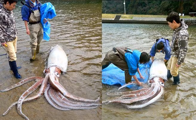 Bat duoc muc dai vuong, dai hon 3m