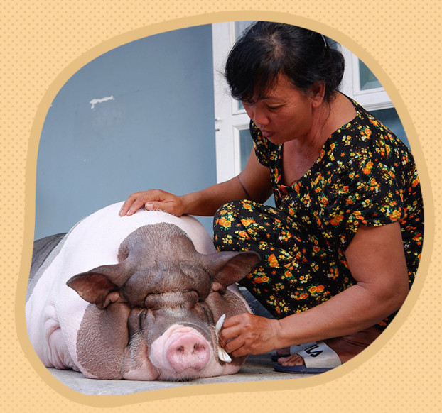 ‘Nang heo’ dac biet duoc ba chu o Sai Gon cung chieu het muc