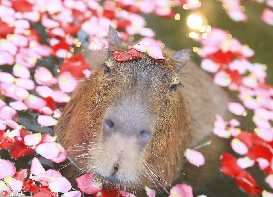 Phat hon voi chuot lang nuoc khi valentine FA van sang chanh-Hinh-2