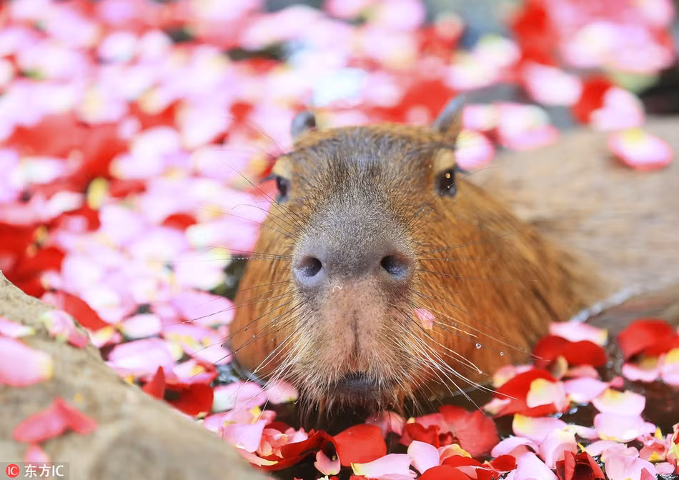 Phat hon voi chuot lang nuoc khi valentine FA van sang chanh-Hinh-4